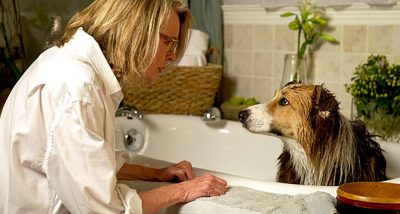 filmes-de-cachorro_para-chorar1
