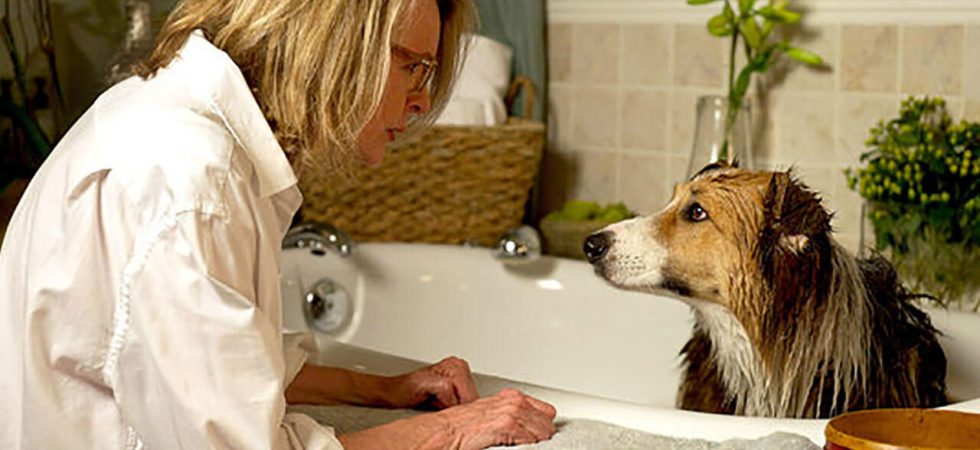 filmes-de-cachorro_para-chorar1